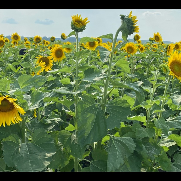 Meet the Posher - Picture 4 of 6